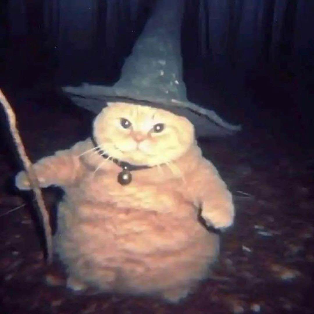 Fat Wizard Cat